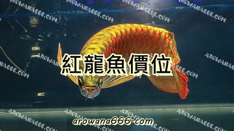 紅龍幼魚價格